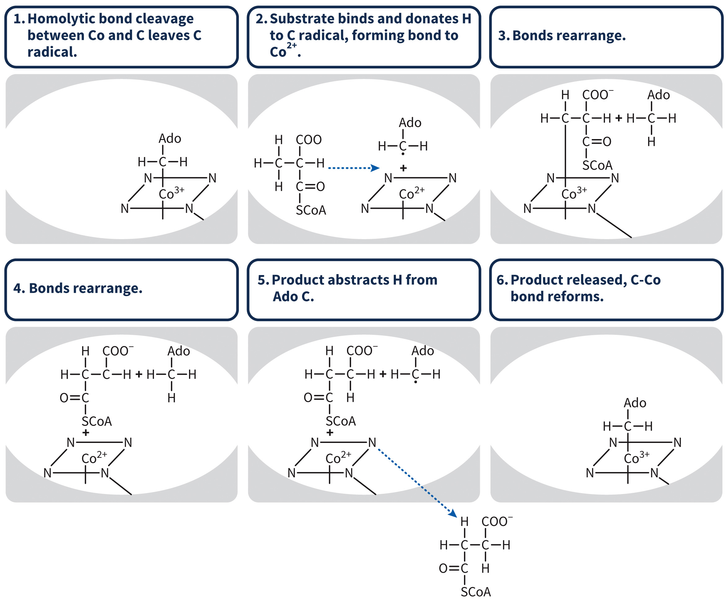 biol-4320-materials/Course Materials/_assets/tan1e_ch_07_lecture/image-018.jpg