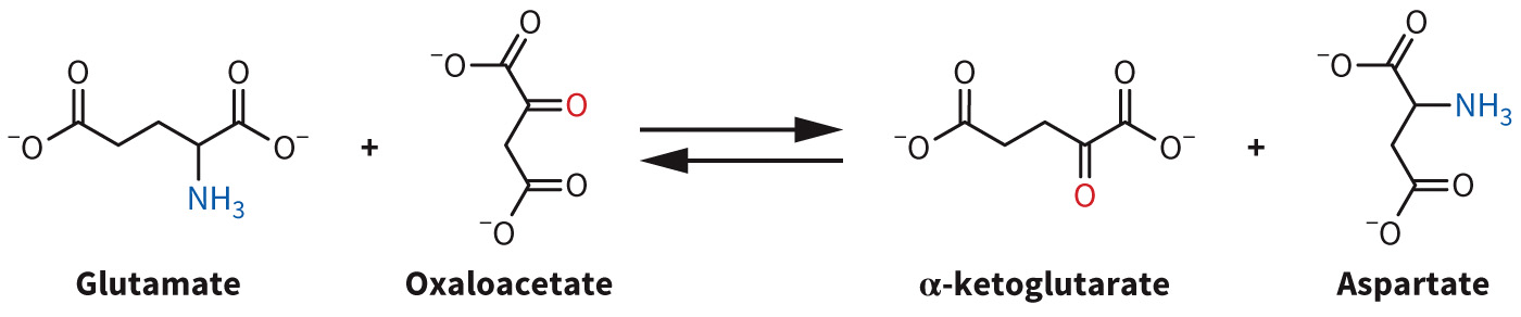 biol-4320-materials/Course Materials/_assets/tan1e_ch_07_lecture/image-019.jpg