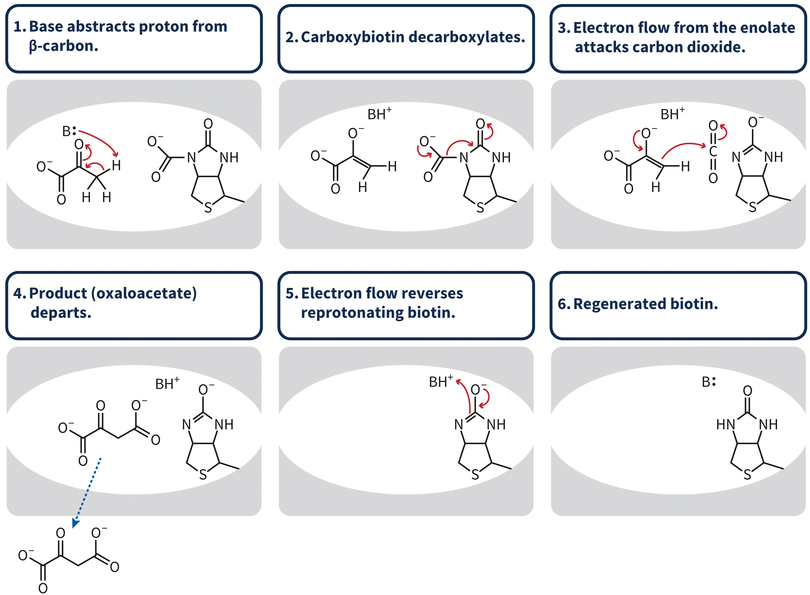 biol-4320-materials/Course Materials/_assets/tan1e_ch_07_lecture/image-020.jpg