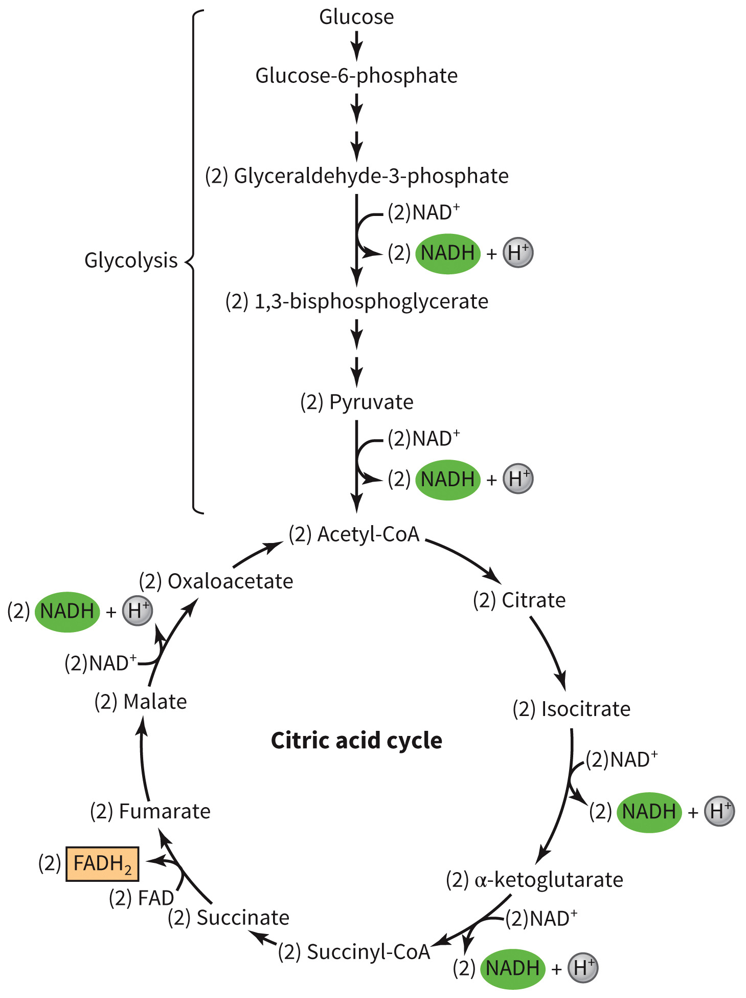 biol-4320-materials/Course Materials/_assets/tan1e_ch_07_lecture/image-021.jpg388