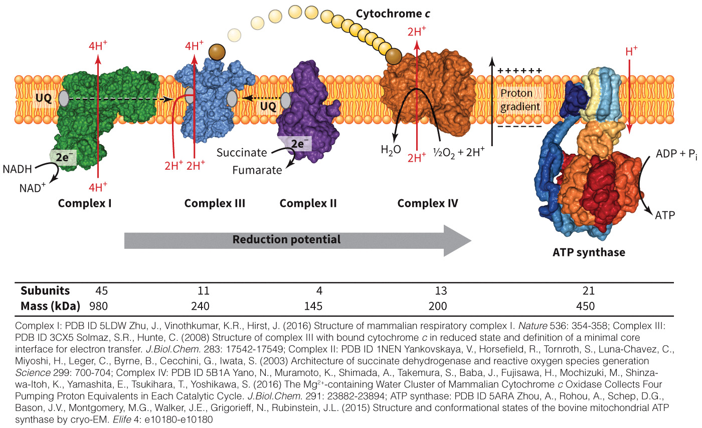 biol-4320-materials/Course Materials/_assets/tan1e_ch_07_lecture/image-022.jpg