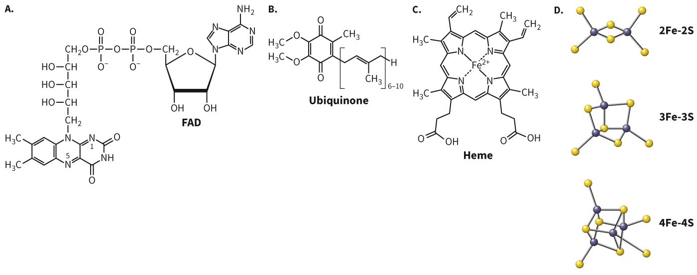 biol-4320-materials/Course Materials/_assets/tan1e_ch_07_lecture/image-023.jpg