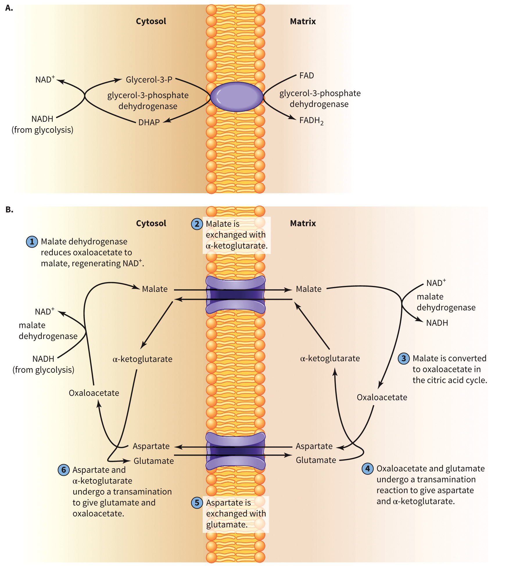 biol-4320-materials/Course Materials/_assets/tan1e_ch_07_lecture/image-024.jpg
