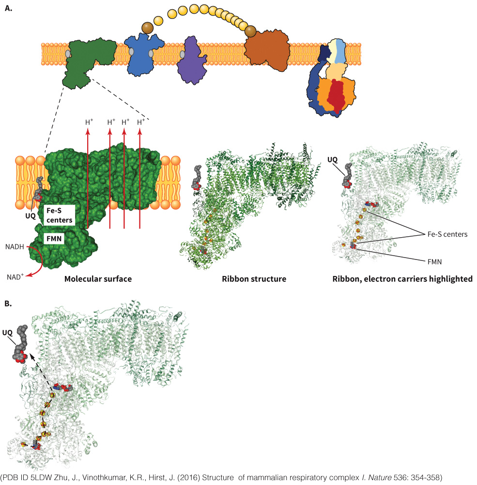 biol-4320-materials/Course Materials/_assets/tan1e_ch_07_lecture/image-025.jpg