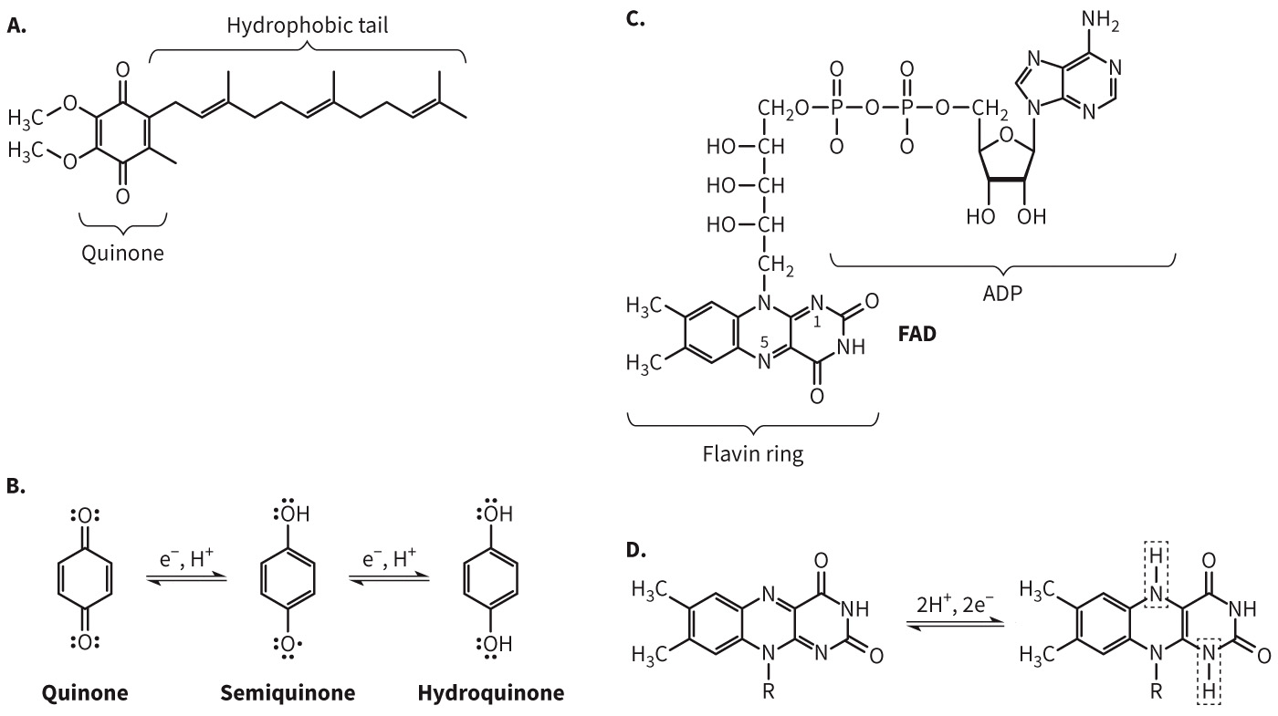 biol-4320-materials/Course Materials/_assets/tan1e_ch_07_lecture/image-026.jpg