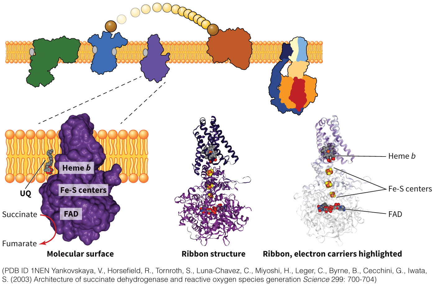 biol-4320-materials/Course Materials/_assets/tan1e_ch_07_lecture/image-027.jpg