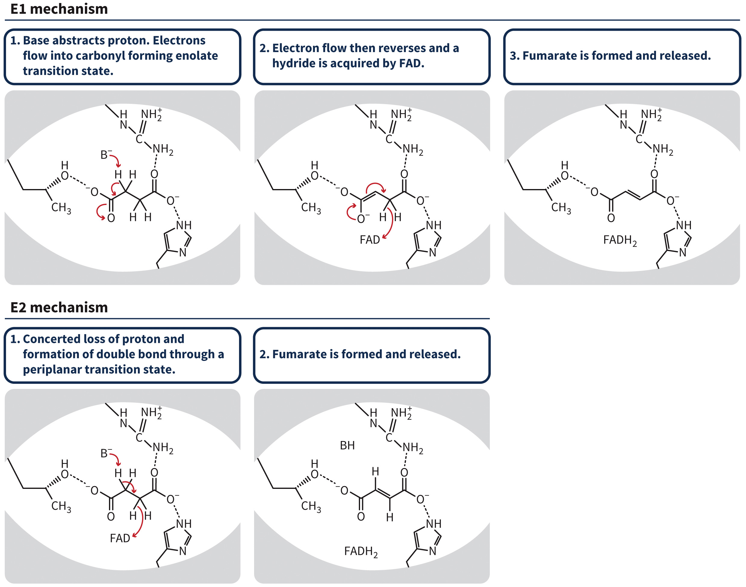 biol-4320-materials/Course Materials/_assets/tan1e_ch_07_lecture/image-028.jpg
