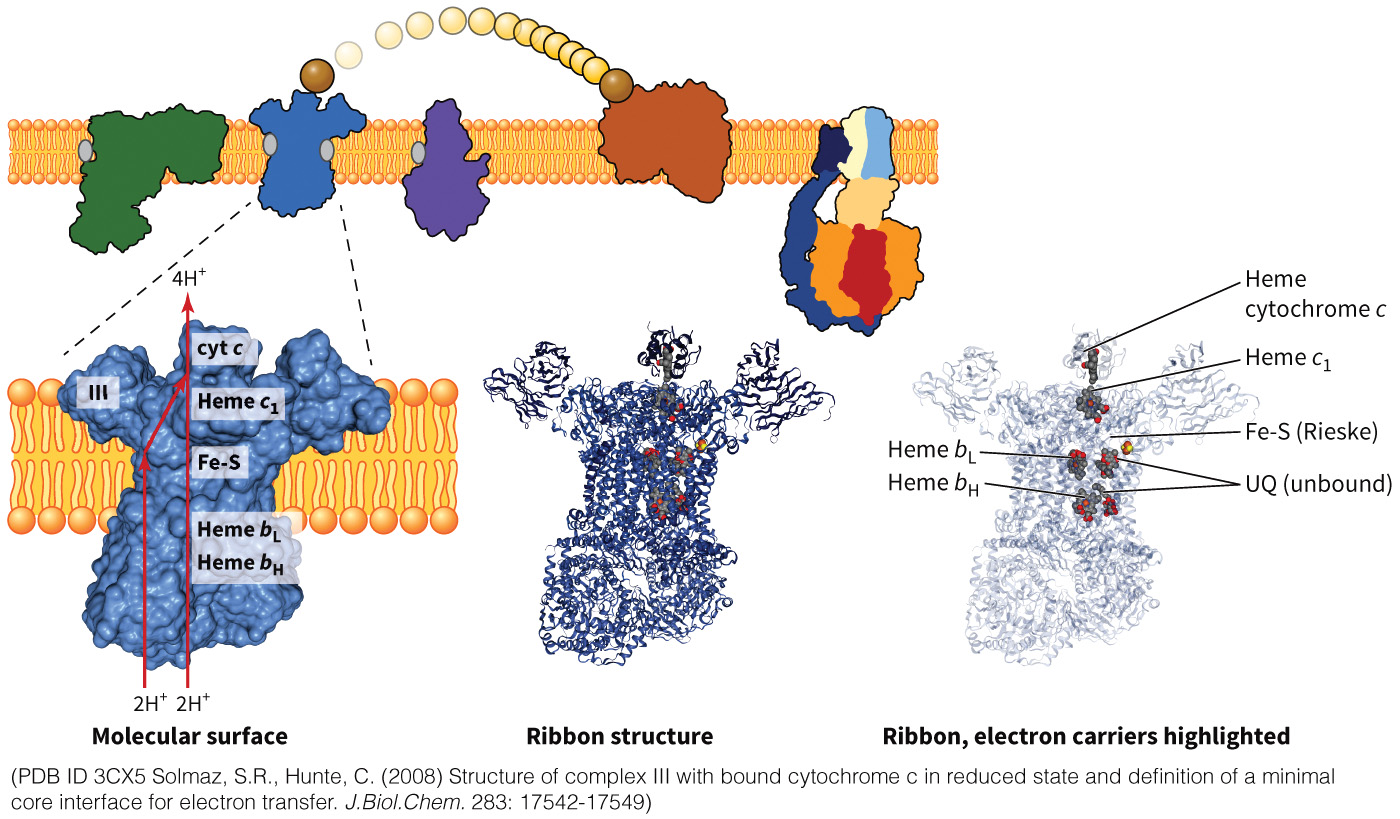biol-4320-materials/Course Materials/_assets/tan1e_ch_07_lecture/image-029.jpg