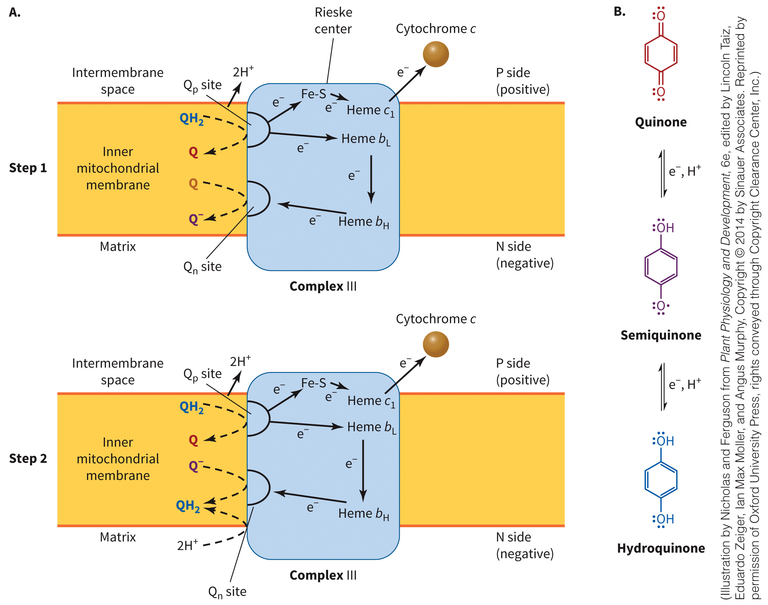 biol-4320-materials/Course Materials/_assets/tan1e_ch_07_lecture/image-030.jpg