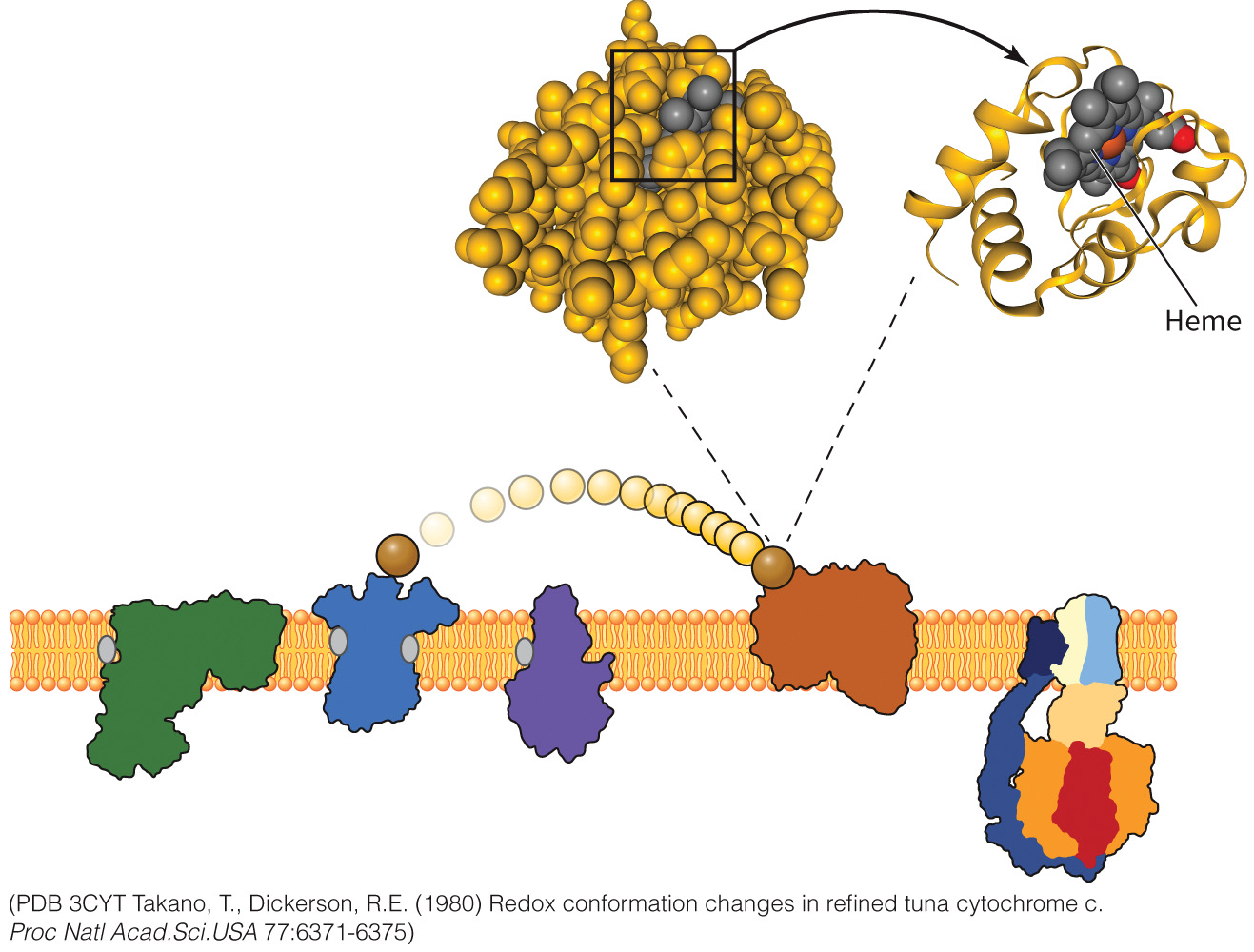 biol-4320-materials/Course Materials/_assets/tan1e_ch_07_lecture/image-031.jpg