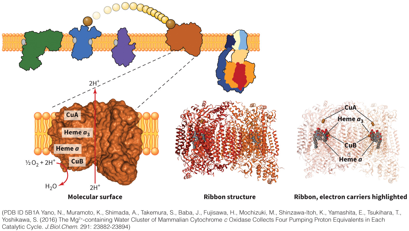 biol-4320-materials/Course Materials/_assets/tan1e_ch_07_lecture/image-032.jpg