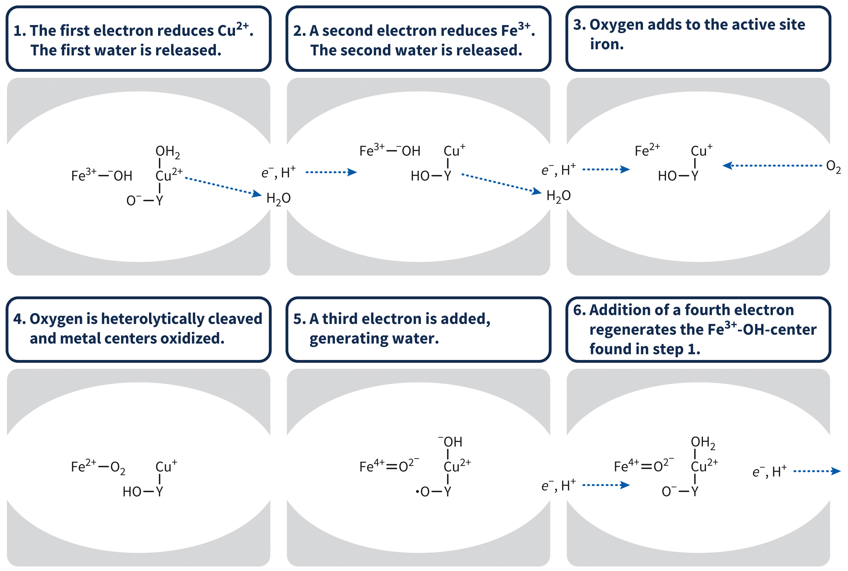 biol-4320-materials/Course Materials/_assets/tan1e_ch_07_lecture/image-033.jpg
