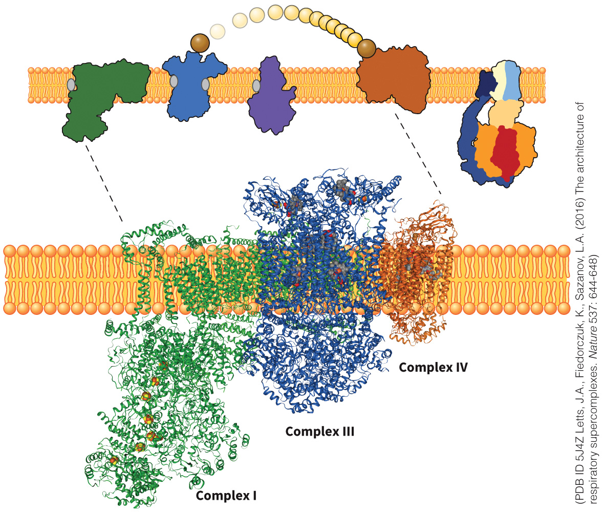biol-4320-materials/Course Materials/_assets/tan1e_ch_07_lecture/image-034.jpg413