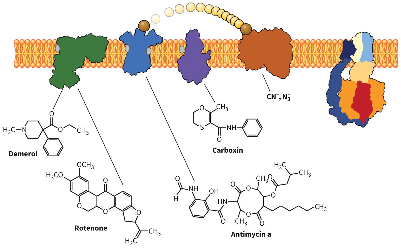 biol-4320-materials/Course Materials/_assets/tan1e_ch_07_lecture/image-035.jpg476