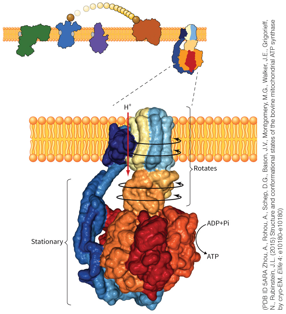 biol-4320-materials/Course Materials/_assets/tan1e_ch_07_lecture/image-036.jpg491
