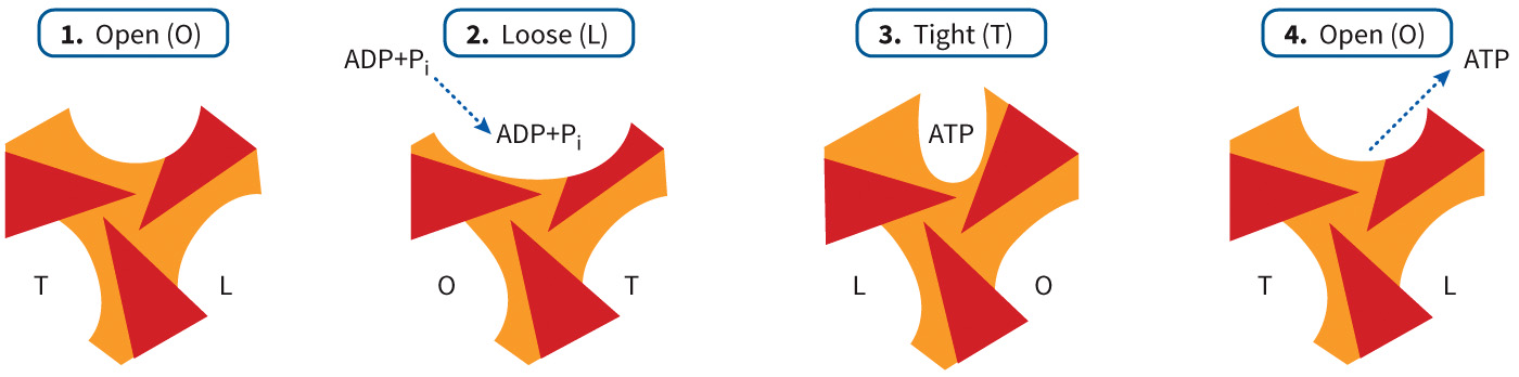 biol-4320-materials/Course Materials/_assets/tan1e_ch_07_lecture/image-037.jpg