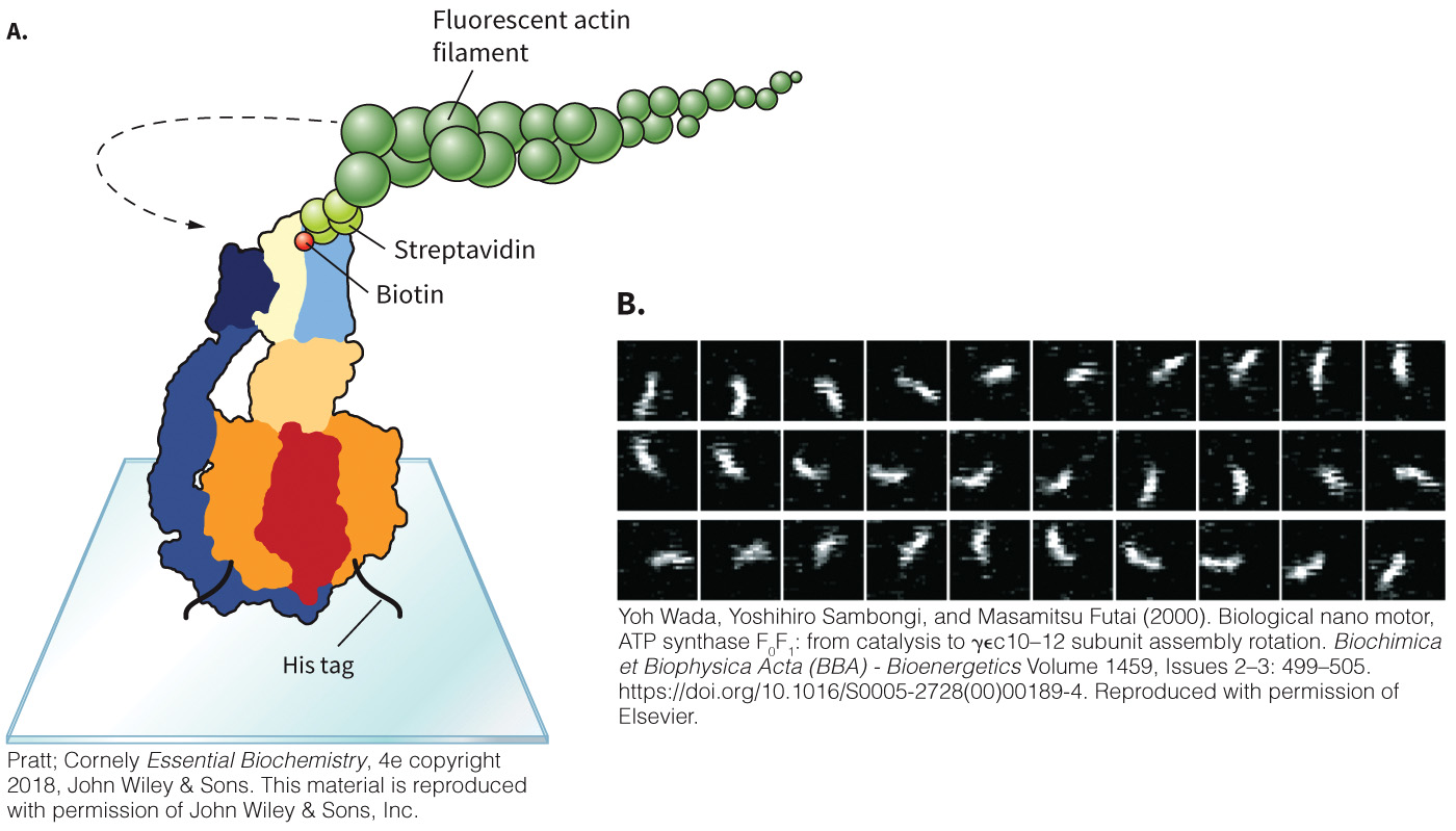biol-4320-materials/Course Materials/_assets/tan1e_ch_07_lecture/image-038.jpg
