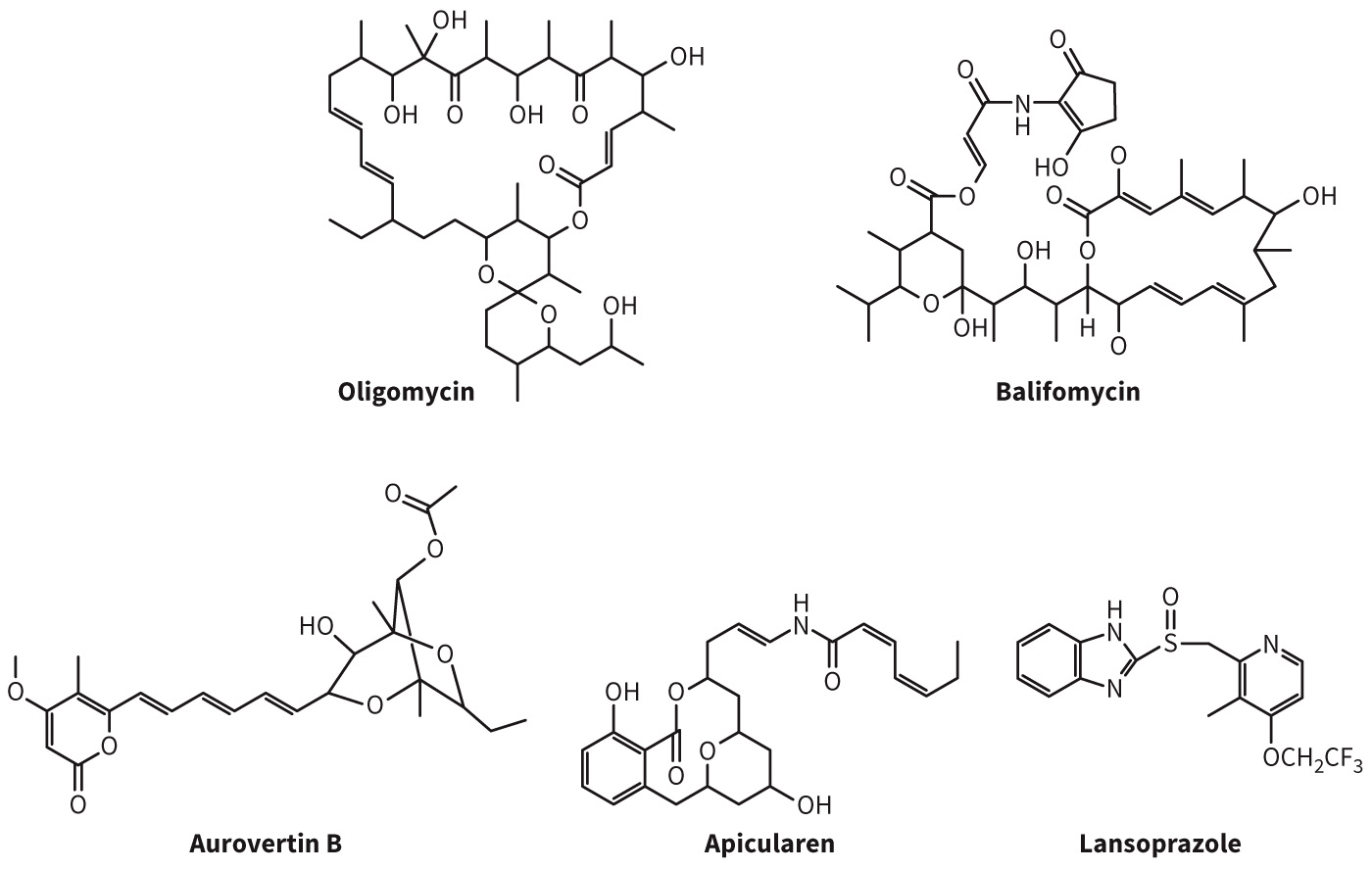 biol-4320-materials/Course Materials/_assets/tan1e_ch_07_lecture/image-039.jpg