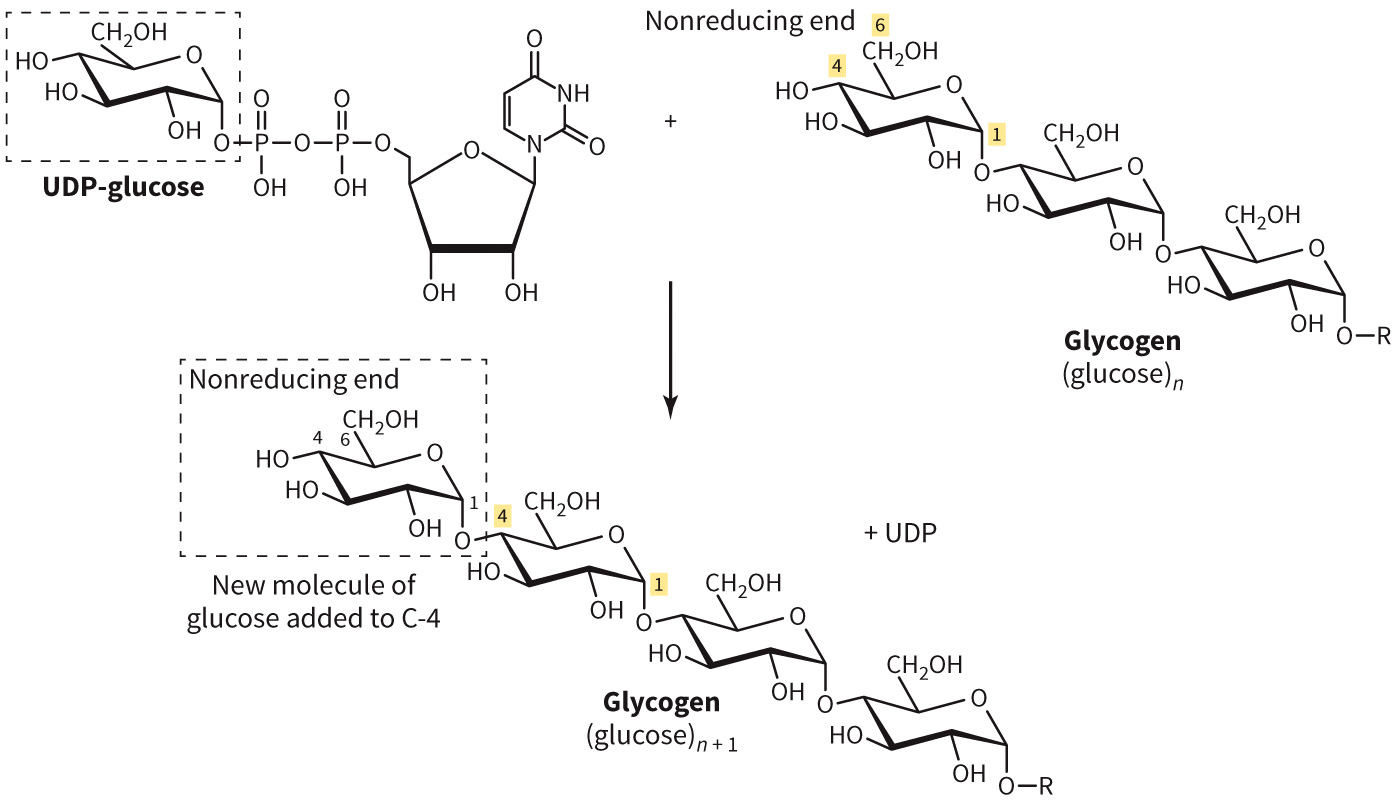 biol-4320-materials/Course Materials/_assets/tan1e_ch_08_lecture/image-002.jpg