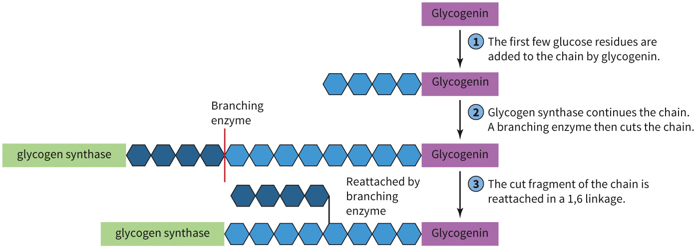 biol-4320-materials/Course Materials/_assets/tan1e_ch_08_lecture/image-003.jpg