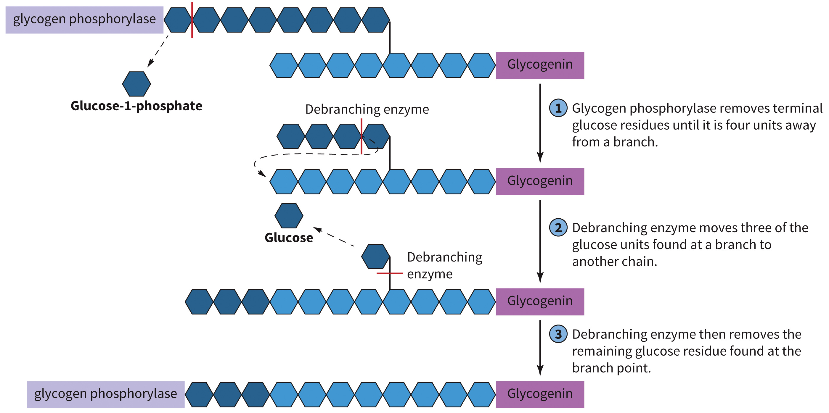 biol-4320-materials/Course Materials/_assets/tan1e_ch_08_lecture/image-004.jpg