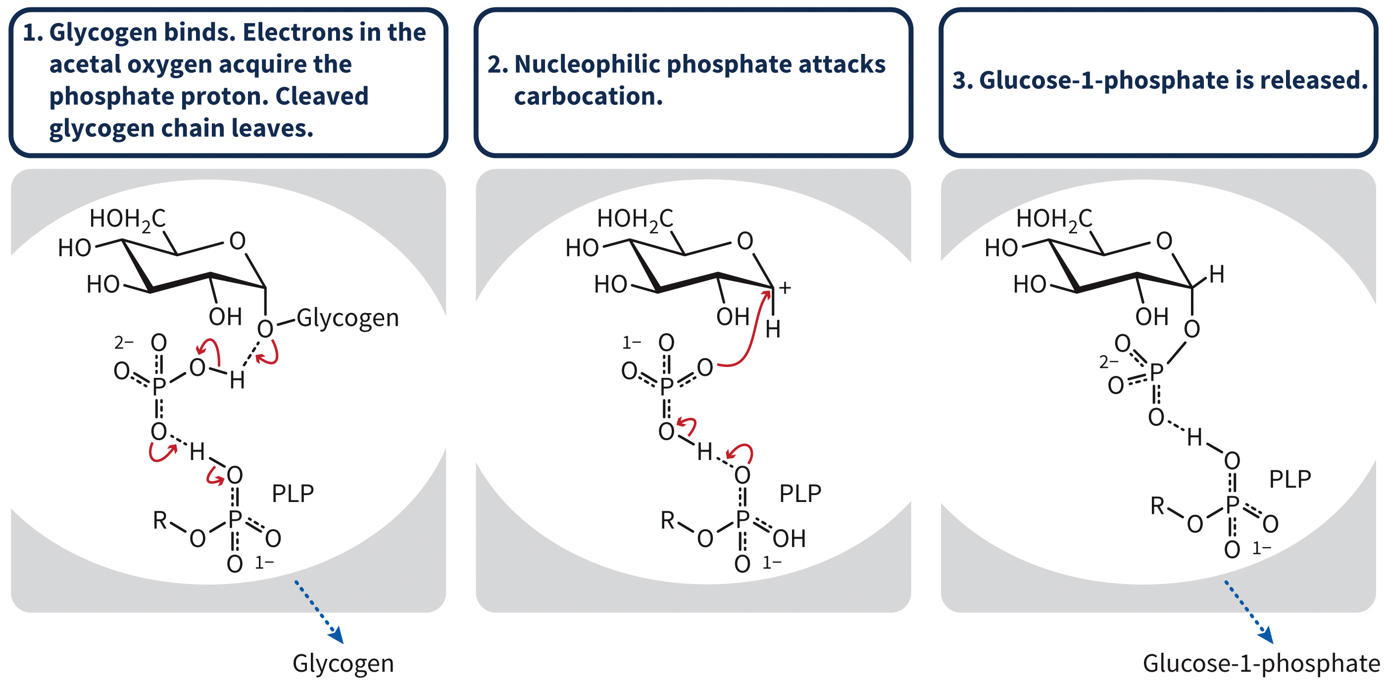 biol-4320-materials/Course Materials/_assets/tan1e_ch_08_lecture/image-005.jpg