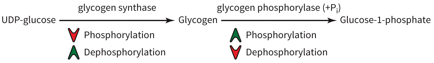 biol-4320-materials/Course Materials/_assets/tan1e_ch_08_lecture/image-006.jpg