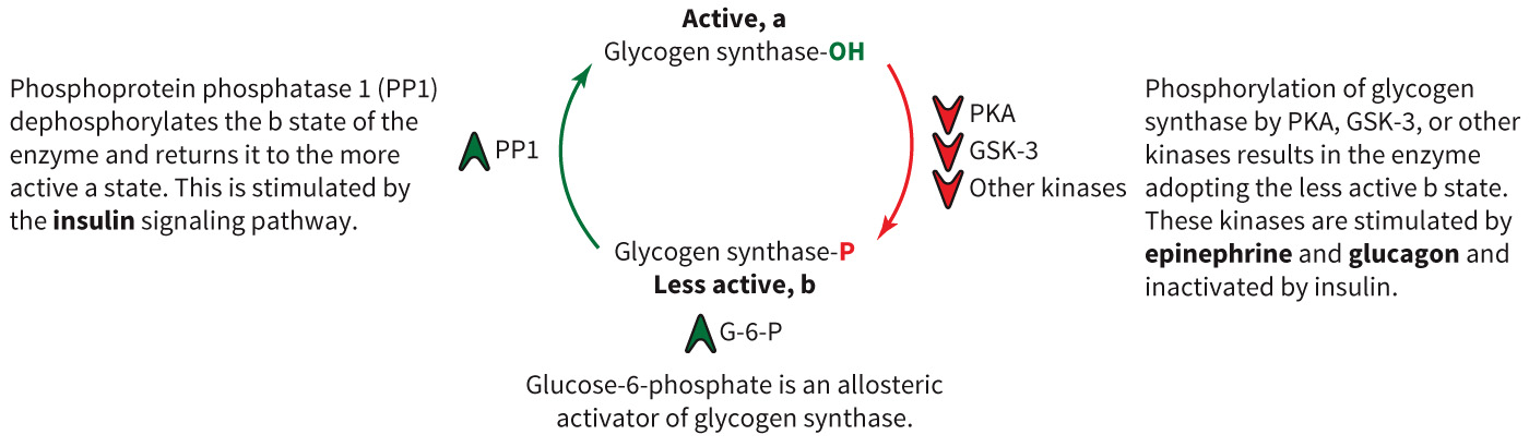 biol-4320-materials/Course Materials/_assets/tan1e_ch_08_lecture/image-007.jpg