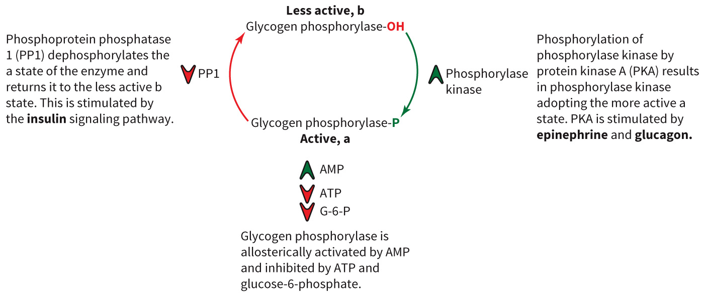 biol-4320-materials/Course Materials/_assets/tan1e_ch_08_lecture/image-008.jpg