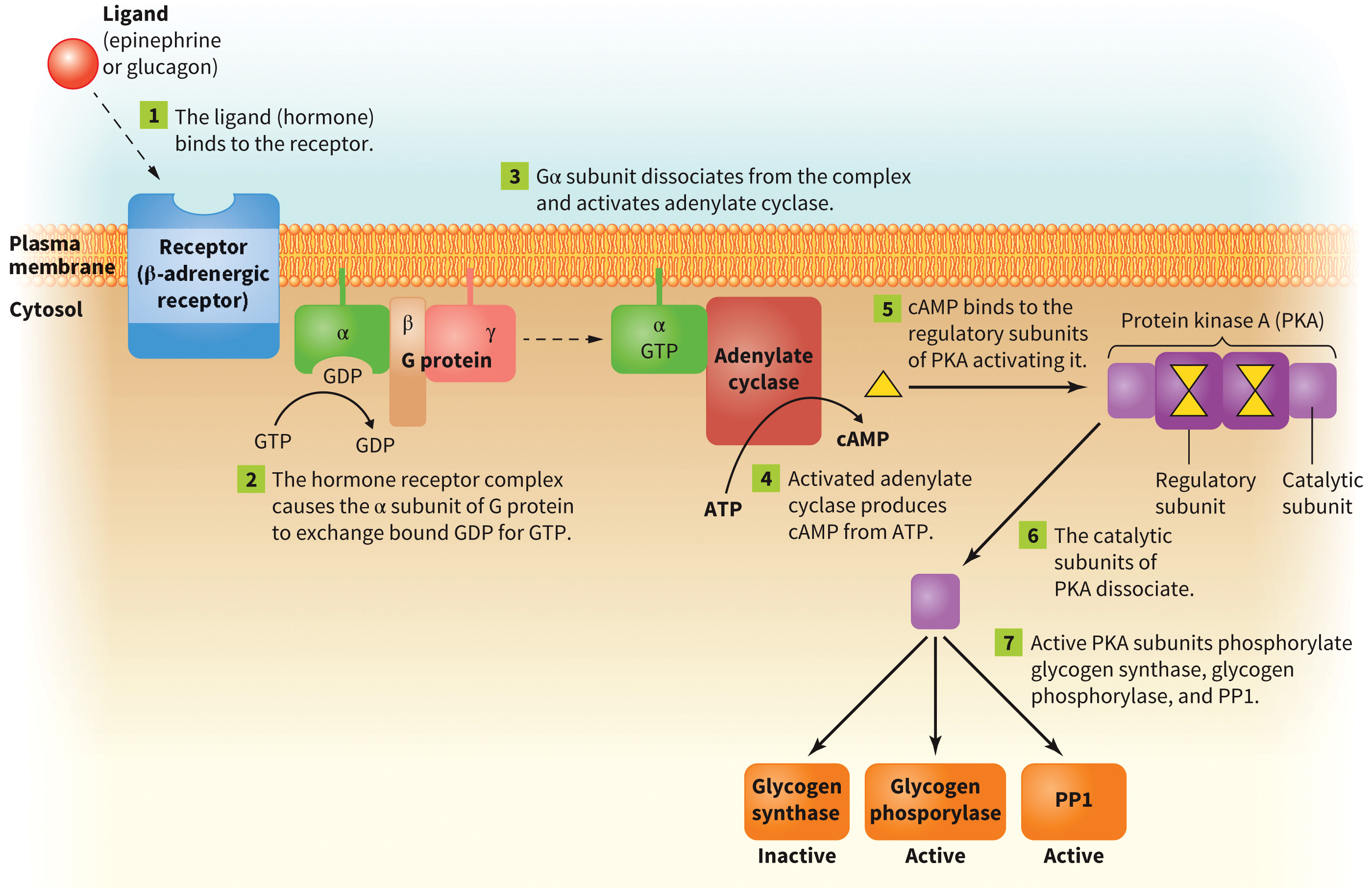 biol-4320-materials/Course Materials/_assets/tan1e_ch_08_lecture/image-009.jpg