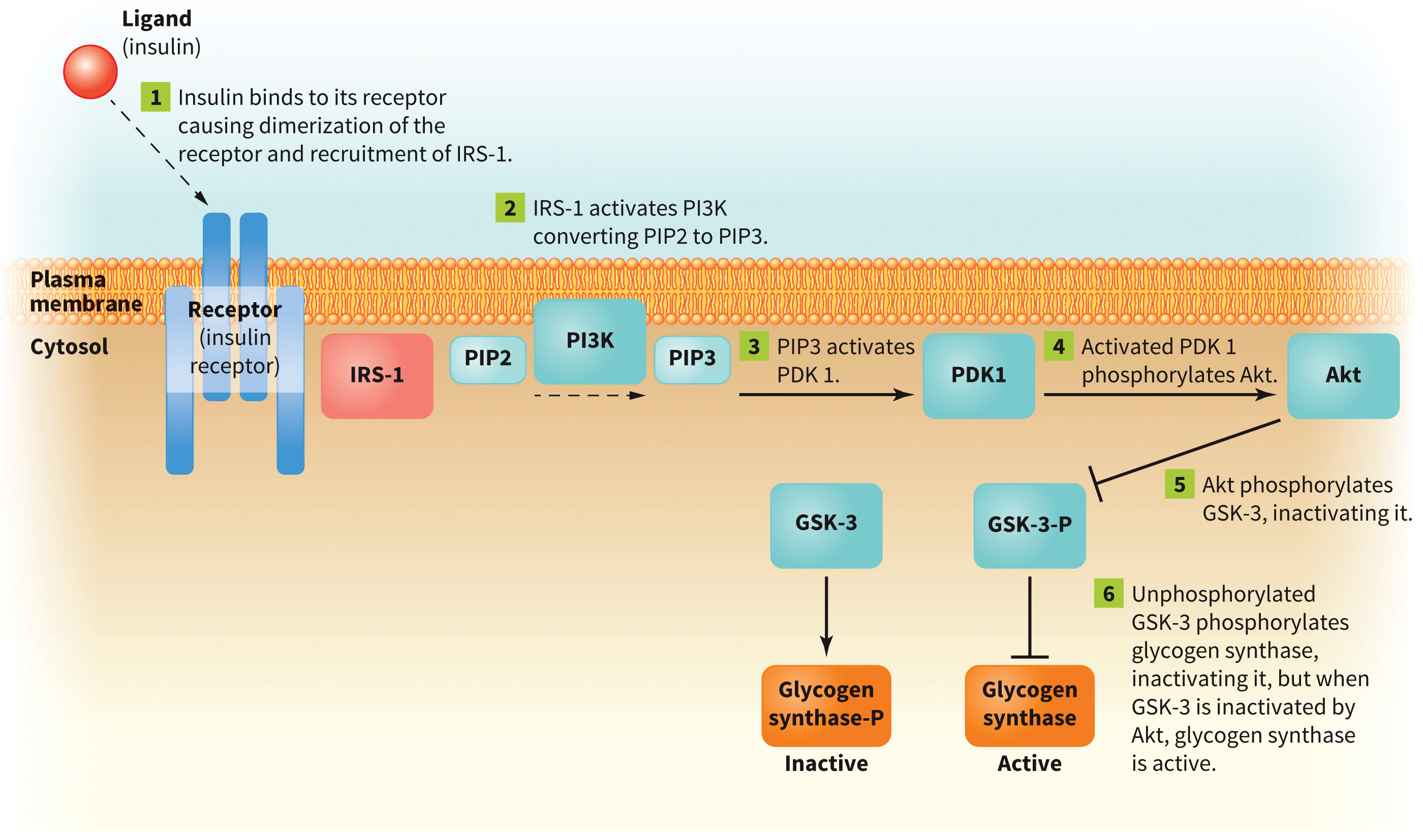 biol-4320-materials/Course Materials/_assets/tan1e_ch_08_lecture/image-010.jpg