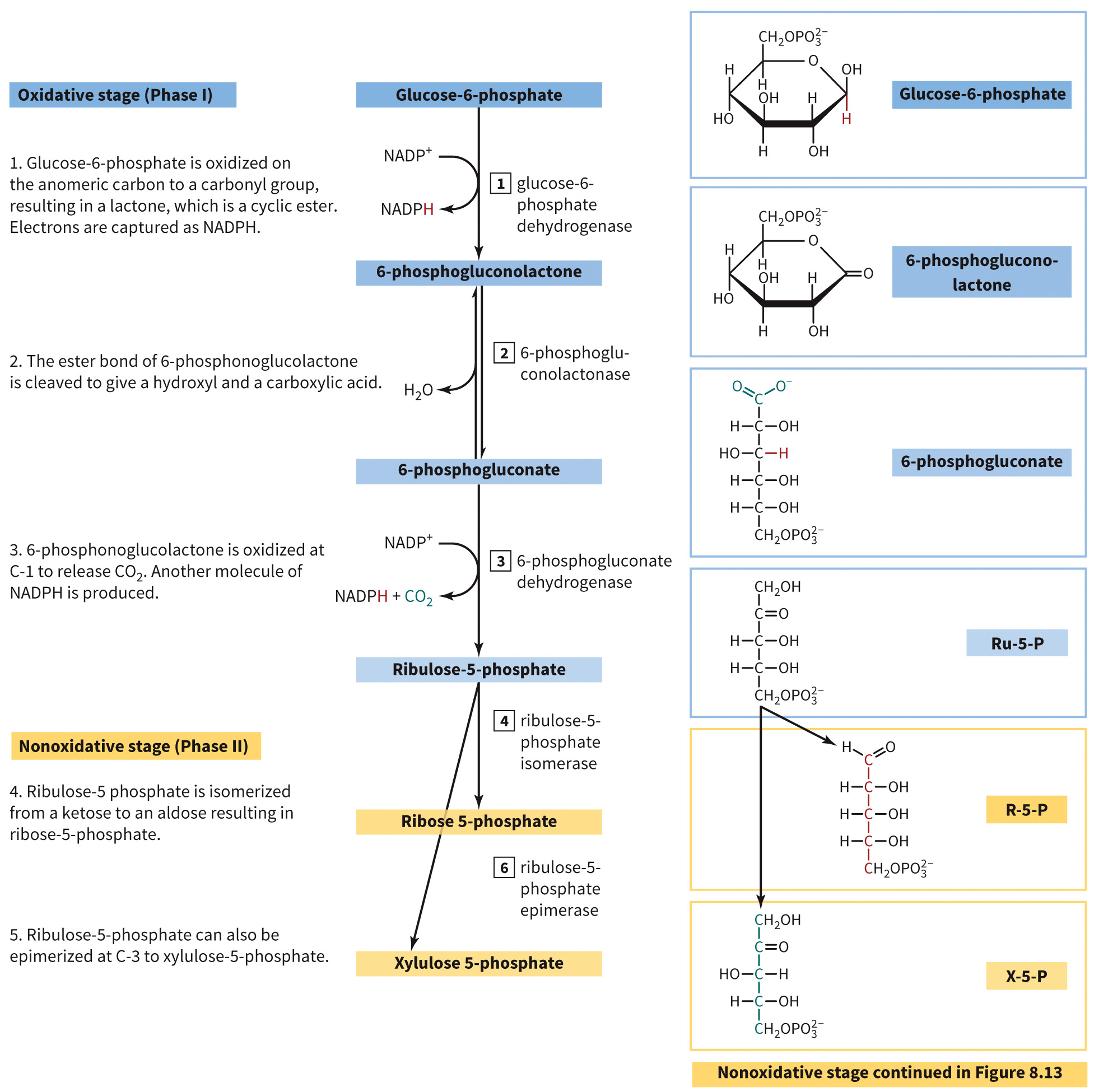 biol-4320-materials/Course Materials/_assets/tan1e_ch_08_lecture/image-011.jpg