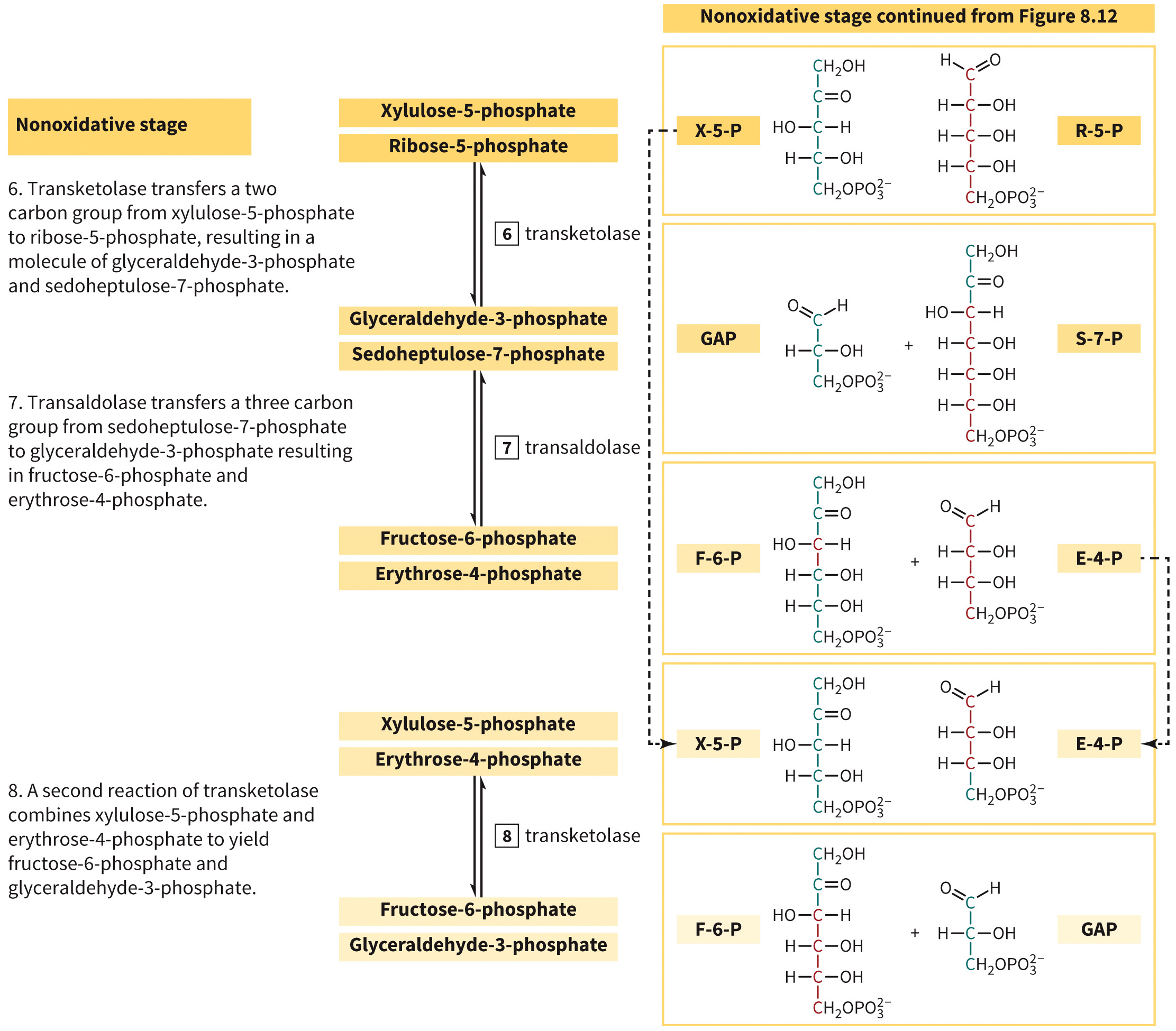 biol-4320-materials/Course Materials/_assets/tan1e_ch_08_lecture/image-012.jpg
