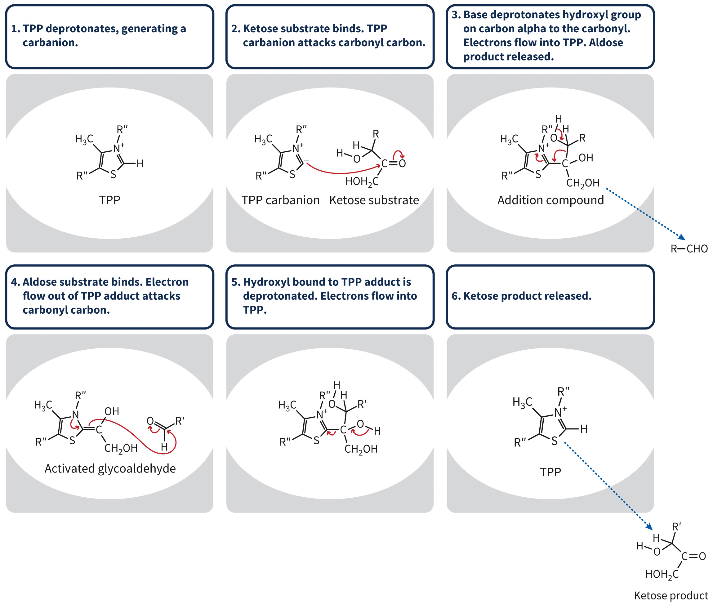 biol-4320-materials/Course Materials/_assets/tan1e_ch_08_lecture/image-013.jpg
