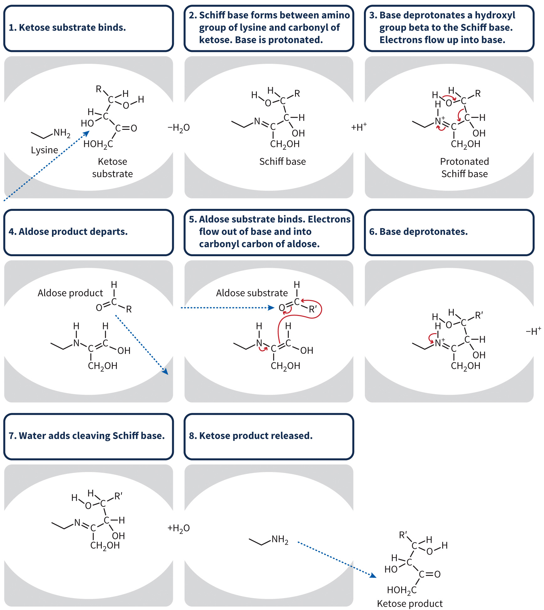 biol-4320-materials/Course Materials/_assets/tan1e_ch_08_lecture/image-014.jpg