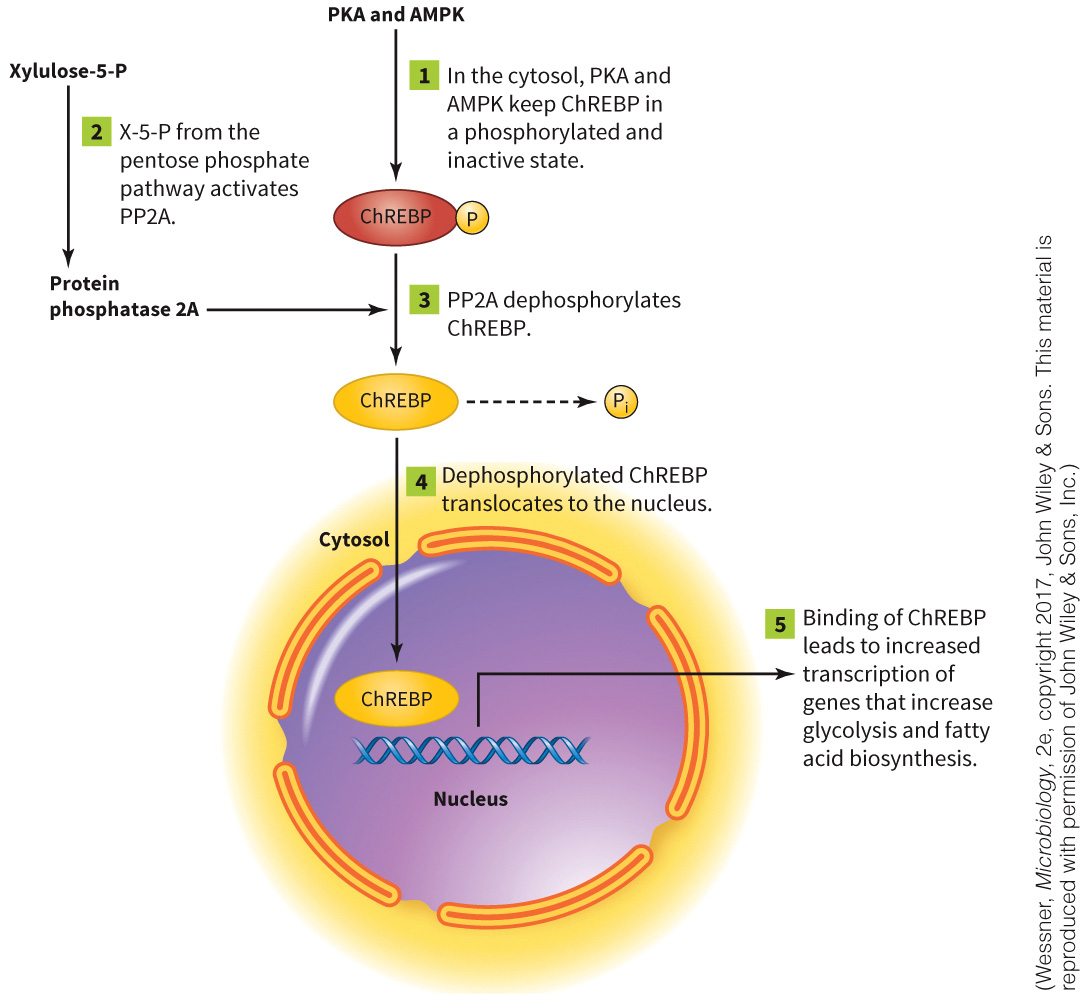 biol-4320-materials/Course Materials/_assets/tan1e_ch_08_lecture/image-016.jpg