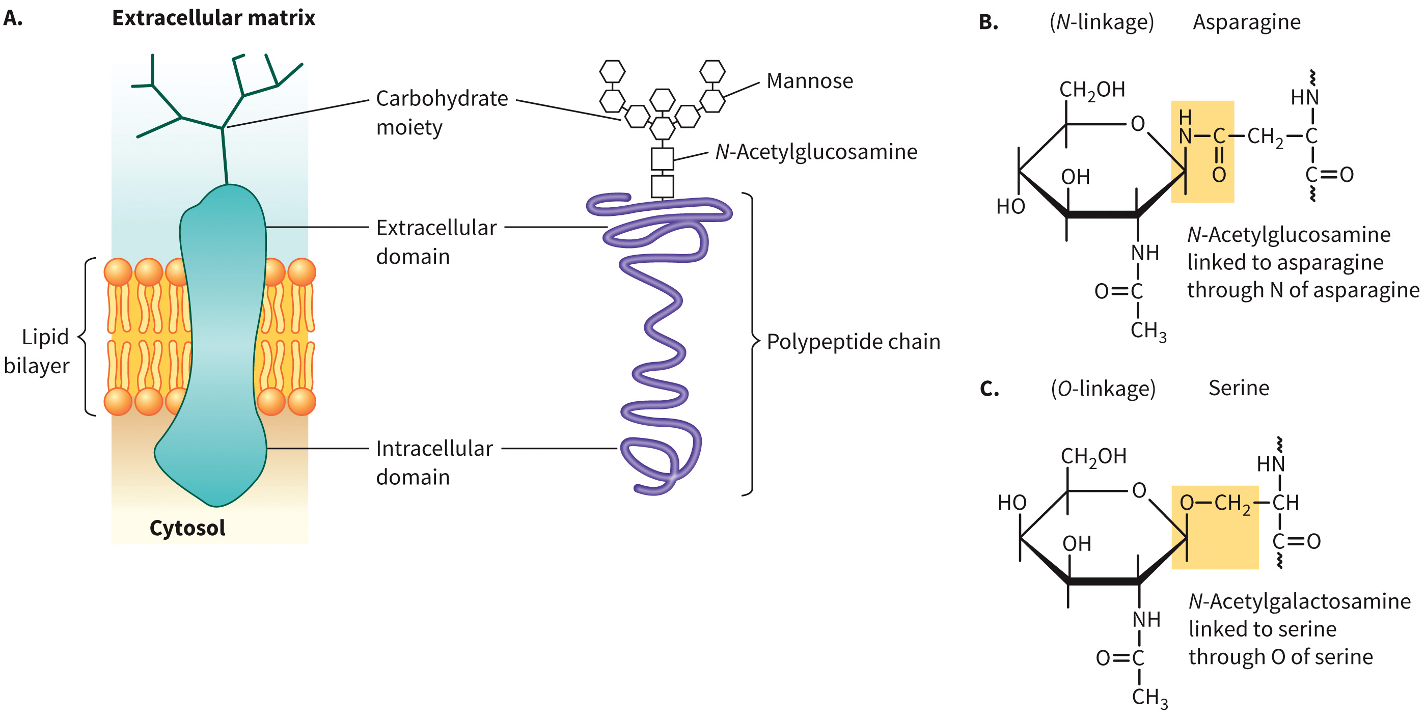 biol-4320-materials/Course Materials/_assets/tan1e_ch_08_lecture/image-017.jpg