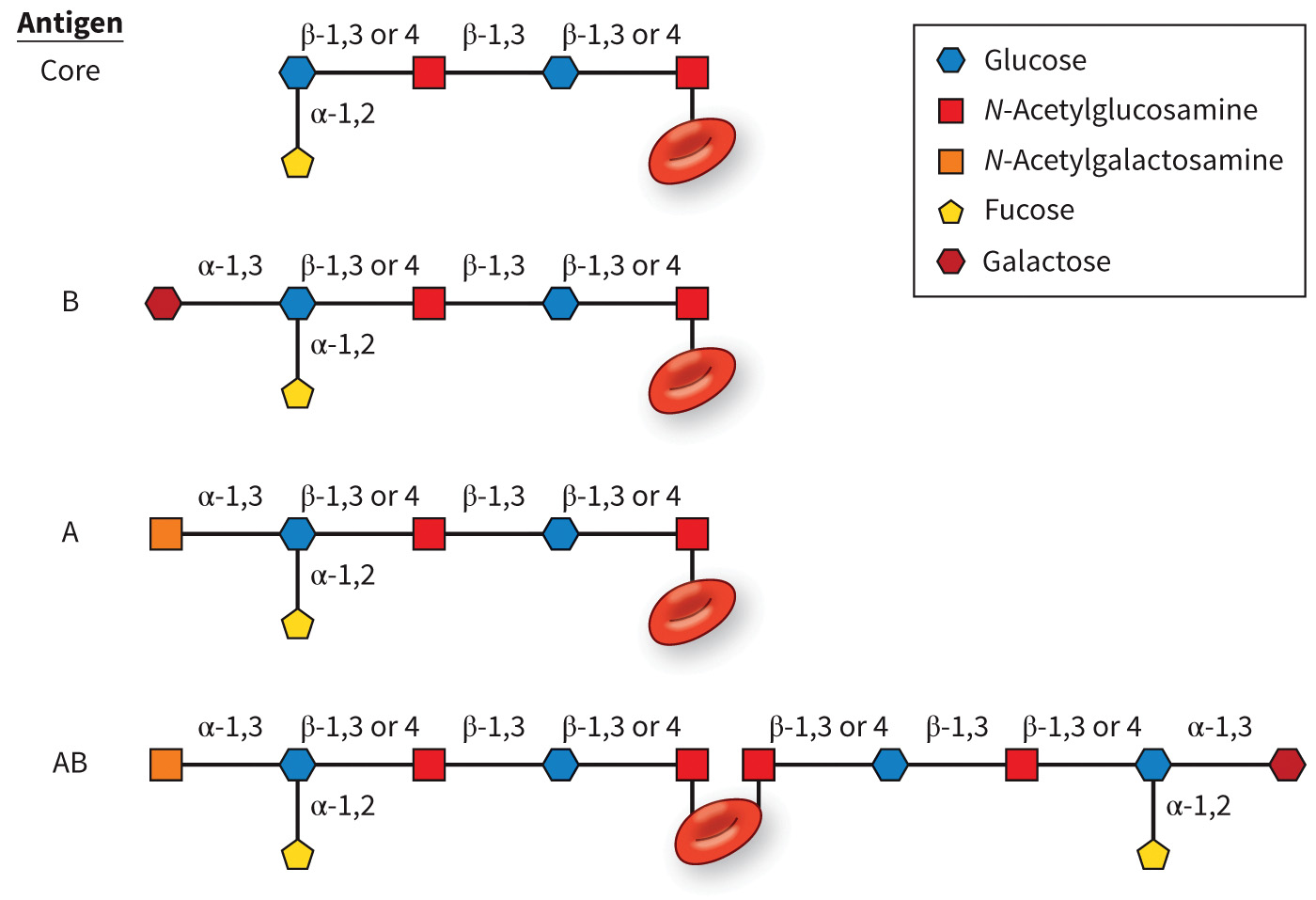 biol-4320-materials/Course Materials/_assets/tan1e_ch_08_lecture/image-019.jpg444