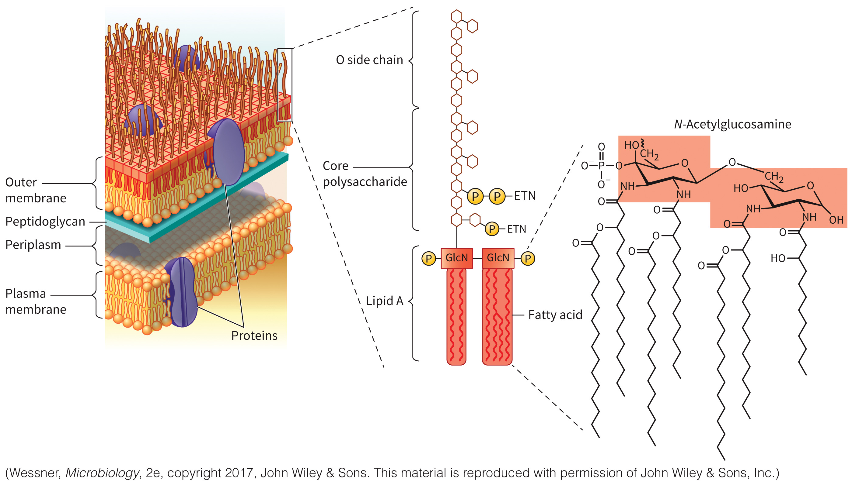 biol-4320-materials/Course Materials/_assets/tan1e_ch_08_lecture/image-020.jpg