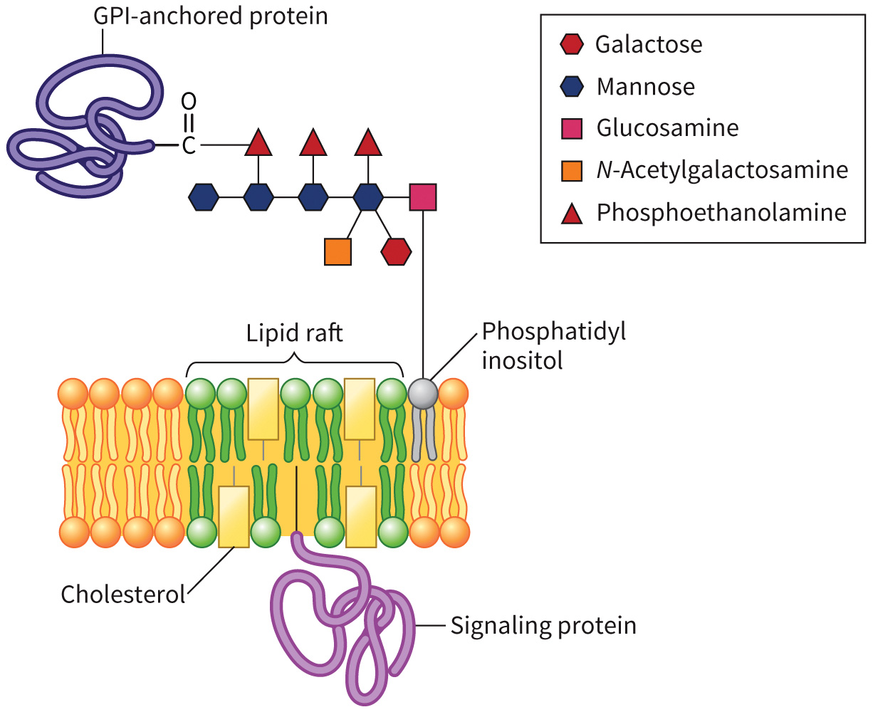 biol-4320-materials/Course Materials/_assets/tan1e_ch_08_lecture/image-021.jpg