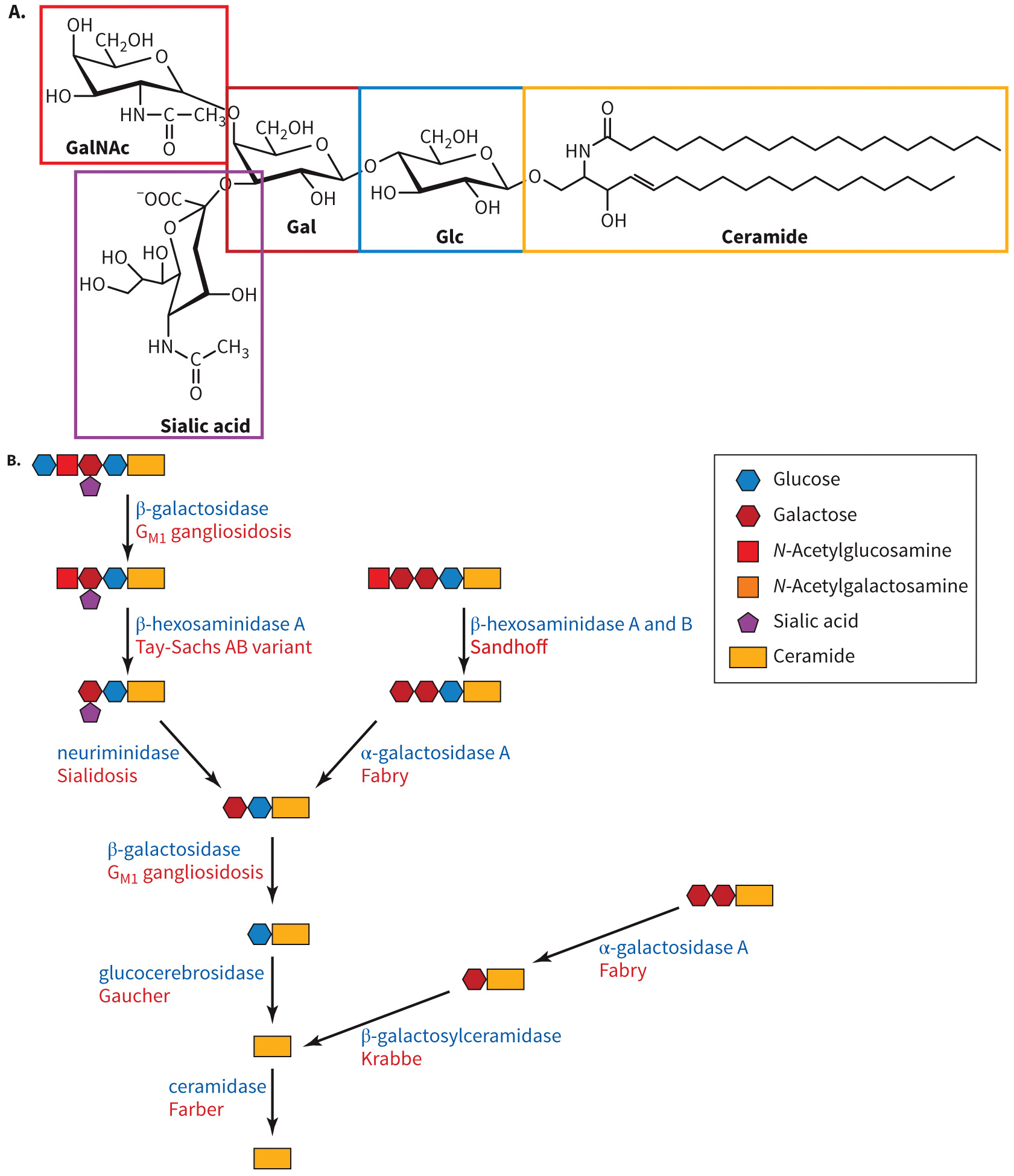 biol-4320-materials/Course Materials/_assets/tan1e_ch_08_lecture/image-022.jpg