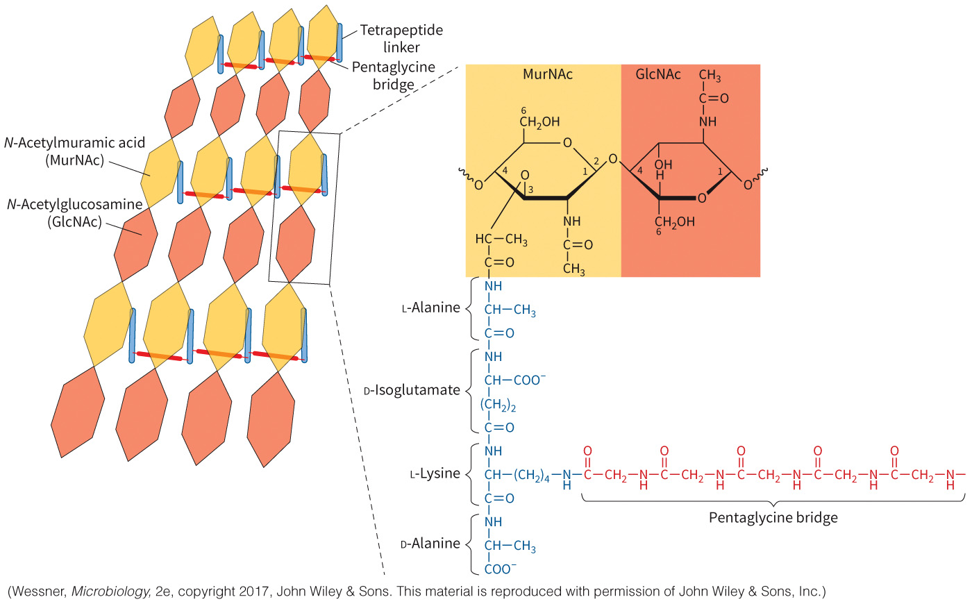 biol-4320-materials/Course Materials/_assets/tan1e_ch_08_lecture/image-028.jpg