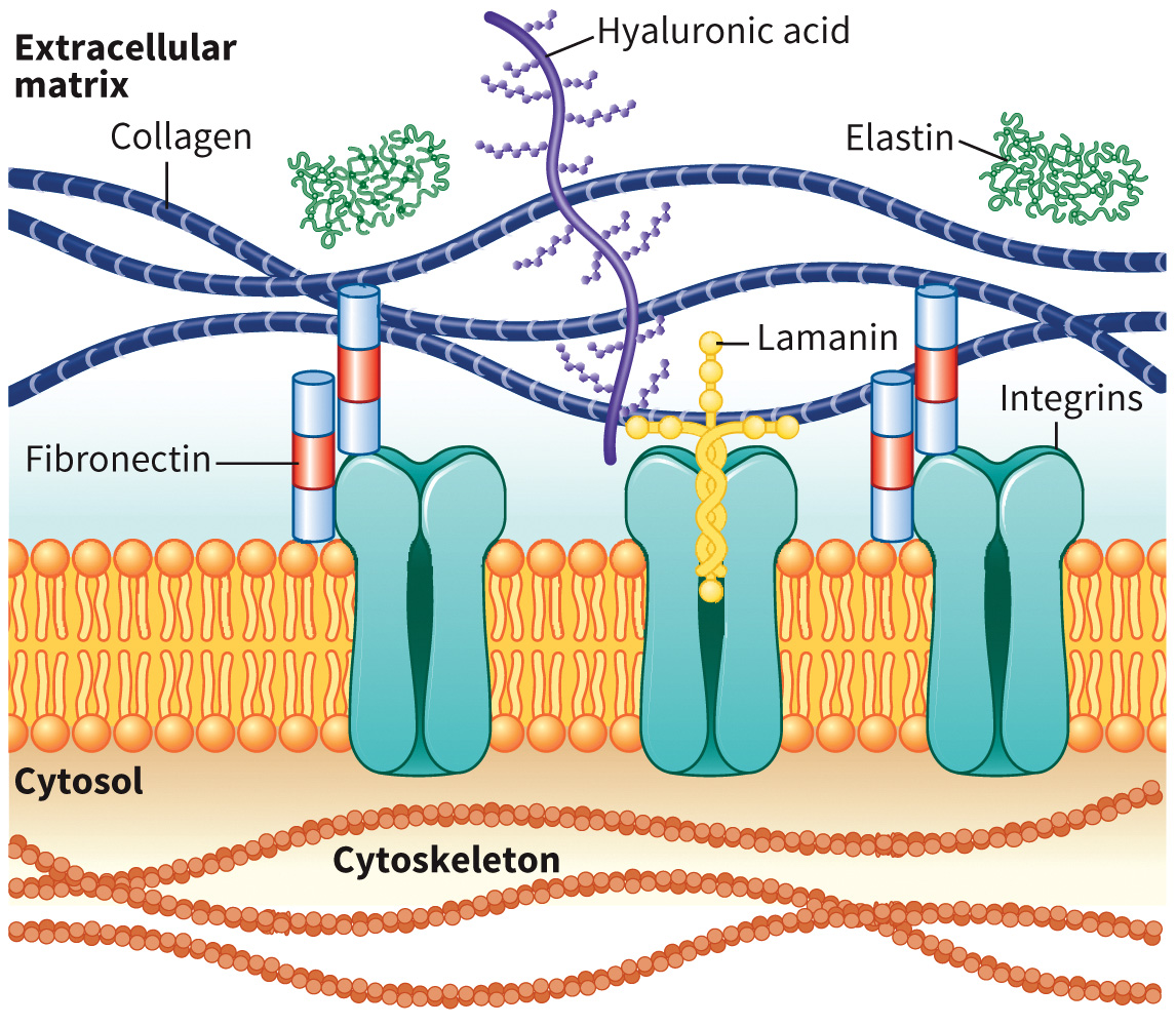 biol-4320-materials/Course Materials/_assets/tan1e_ch_08_lecture/image-029.jpg