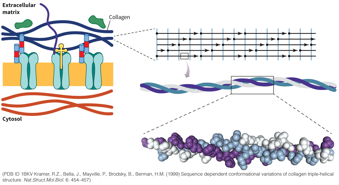 biol-4320-materials/Course Materials/_assets/tan1e_ch_08_lecture/image-030.jpg