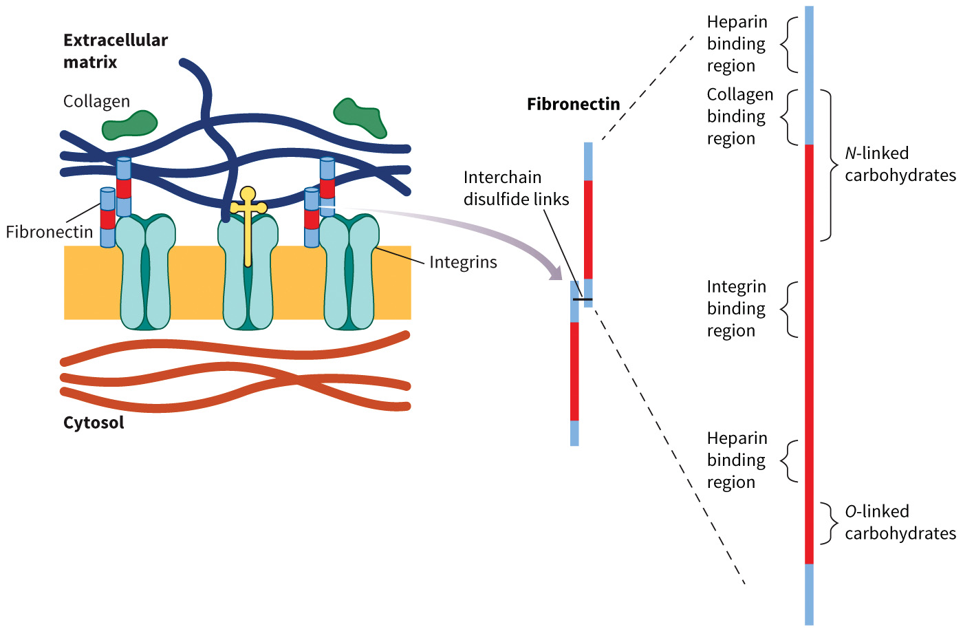 biol-4320-materials/Course Materials/_assets/tan1e_ch_08_lecture/image-033.jpg