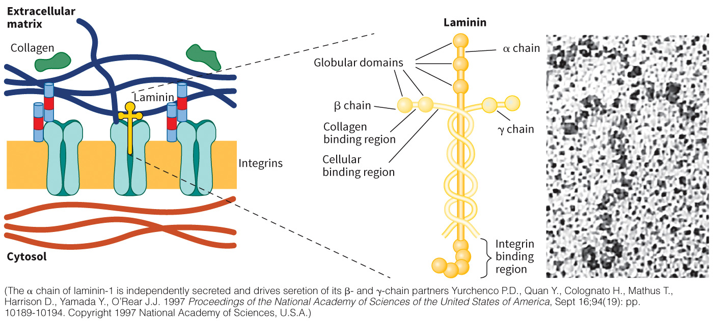 biol-4320-materials/Course Materials/_assets/tan1e_ch_08_lecture/image-034.jpg