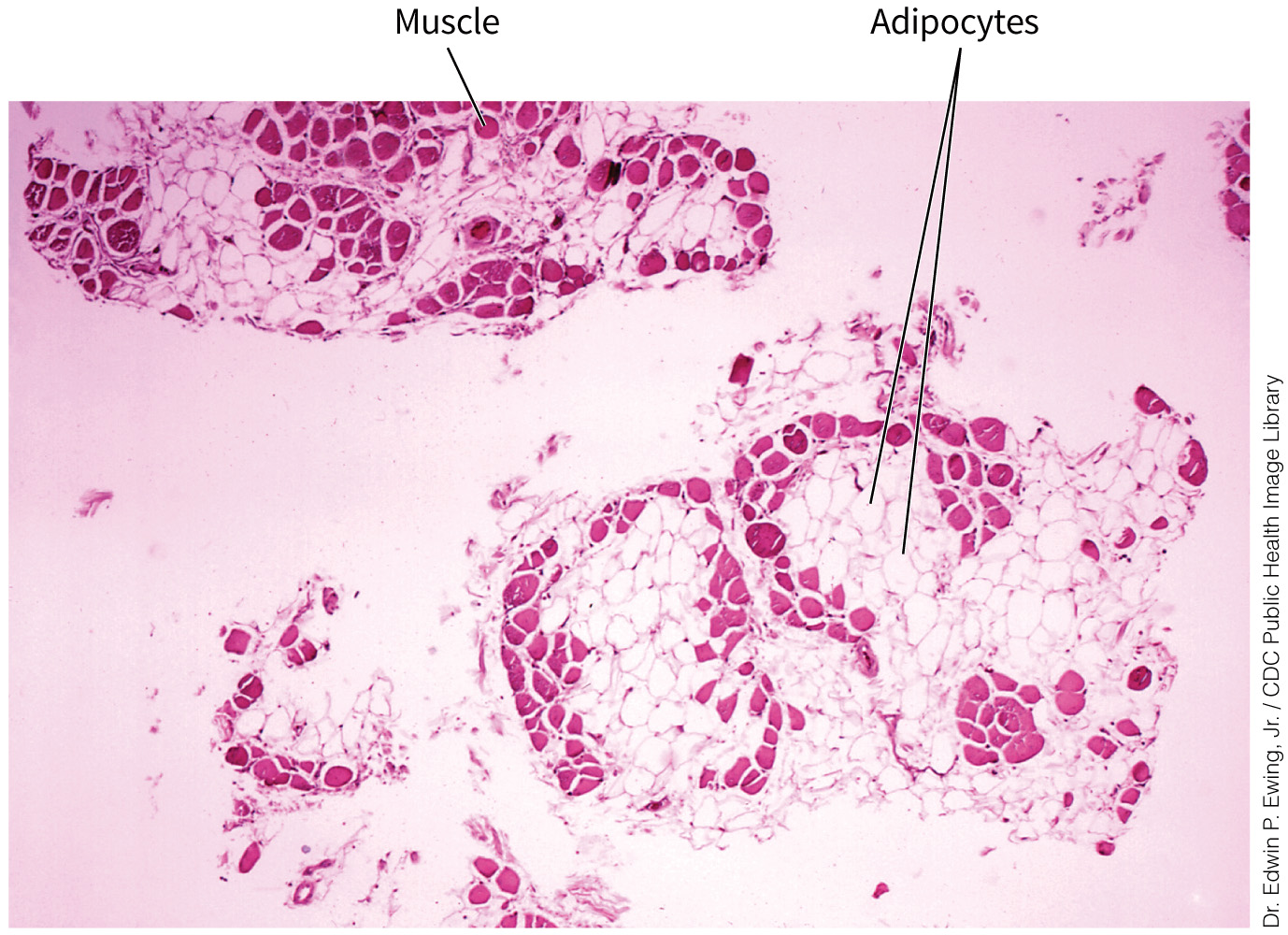 biol-4320-materials/Course Materials/_assets/tan1e_ch_08_lecture/image-035.jpg