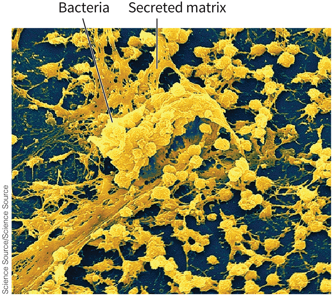 biol-4320-materials/Course Materials/_assets/tan1e_ch_08_lecture/image-038.jpg351